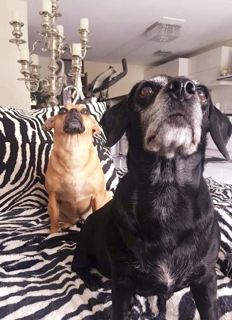 Ob Frauchen da ein Leckerli hochhält?  | Foto: Verena Latinovich