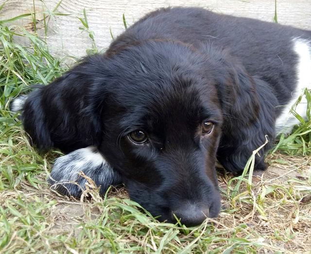 "Nicht so traurig schauen.." Aida ganz nachdenklich | Foto: Barbara Hammer