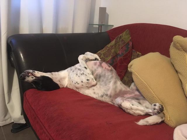 Hündin "Nike" bei einem Schläfchen auf der Couch | Foto: Johanna Witzmann