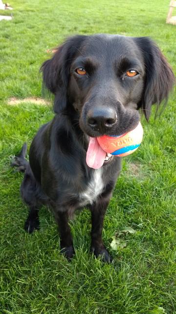 Den Ball hat sie zum Fressen gern | Foto: Cornelia Winter