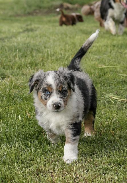Hier ist Aris als Welpe noch ganz tapsig unterwegs | Foto: Manuel Laister