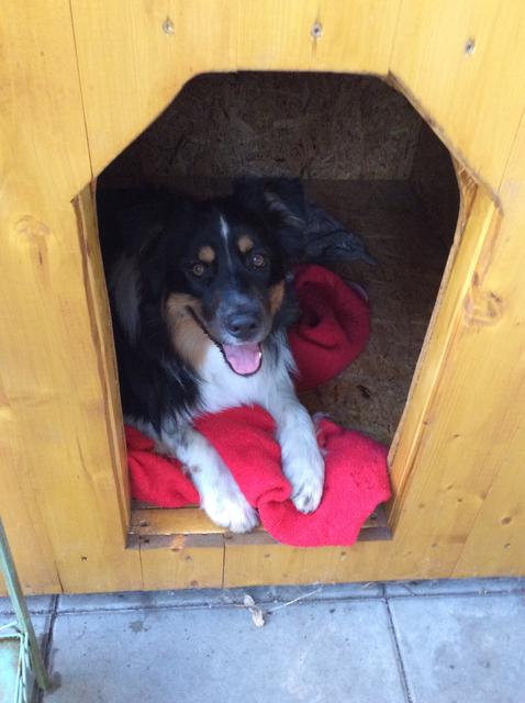 Dieser süße Racker hört auf den Namen "Makaio Highnoon" | Foto: Olga Wieser