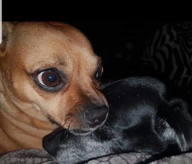 Coco mit ihrem Schwesterchen Chanel | Foto: Verena Latinovich