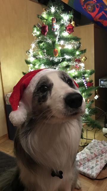 Mimi ganz andächtig vor dem Christbaum | Foto: Jasmin Döttl