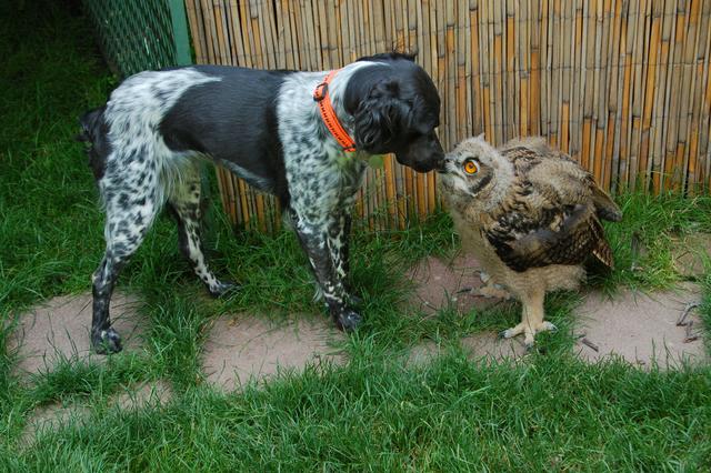 Aida macht sich neue Freunde  | Foto: Barbara Hammer