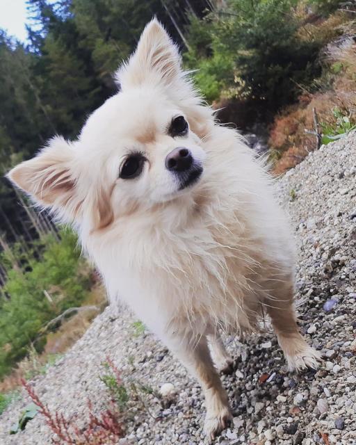Hündchen Luna auf großer Wanderung | Foto: Nicole Schmidt