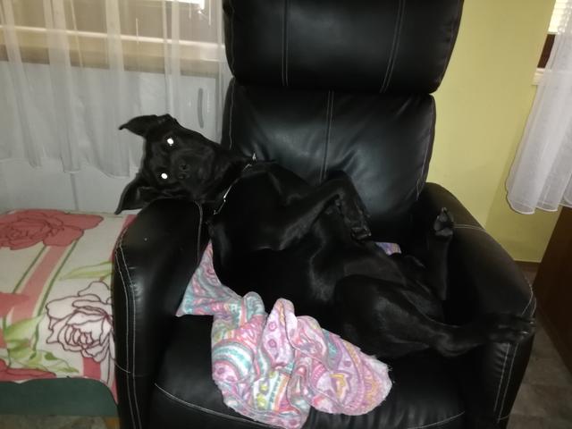 Für Hundeherren Falco gibt's nichts Schöneres als seinen Sessel | Foto: Isabella Widerna