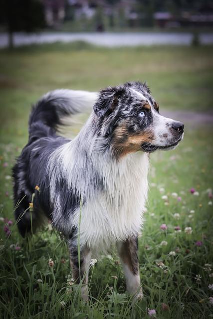 "Auf der Hut": Aris ganz konzentriert | Foto: Manuel Laister