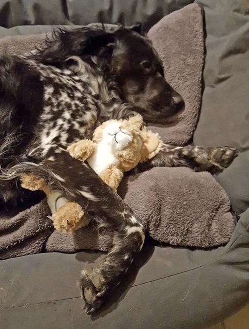 Hundedame Aida mit ihrem liebsten Kuscheltier | Foto: Barbara Hammer