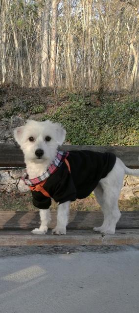 Marley fein zurecht gemacht für einen Spaziergang | Foto: Yvonne Herzog