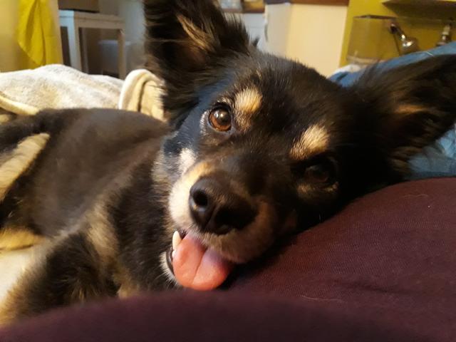 Mona schaut ganz verliebt | Foto: Julia Neihsl