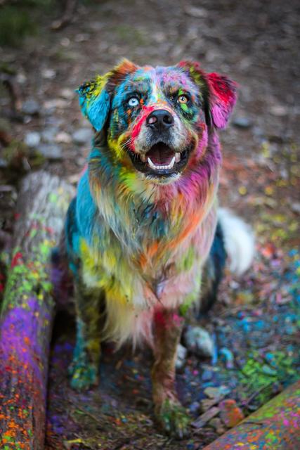 "In den Farbtopf gefallen"  | Foto: Manuel Laister