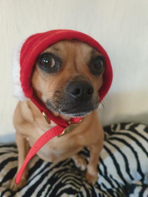 Chanel ganz eingemummelt mit Haube | Foto: Verena Latinovich