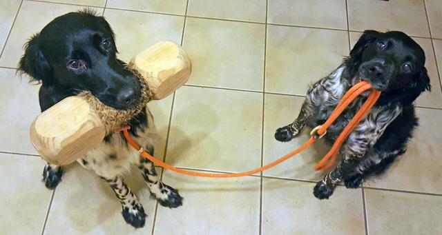 Wer geht hier mit wem Gassi? | Foto: Barbara Hammer