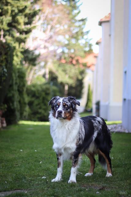 Hier ist Aris schon sicherer auf den Beinen | Foto: Manuel Laister
