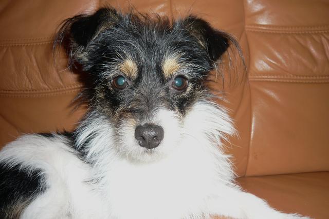 Halb Jack Russel, halb Havaneser - Hundedame Maggie | Foto: Christa Görlich