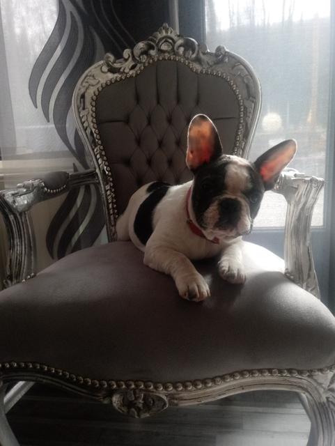 "Prinzessin Paula" thront auf ihrem Sessel | Foto: Nicole Wendel