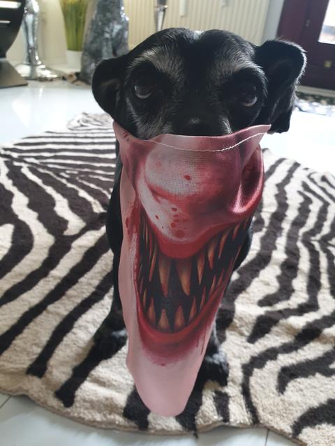 Coco ganz grimmig unterwegs | Foto: Verena Latinovich