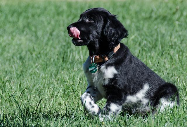 Schnappschuss von Hündin Aida | Foto: Barbara Hammer