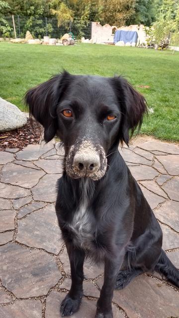Hündin Lilly kann nicht verstecken, dass sie im Sand gebuddelt hat | Foto: Cornelia Winter