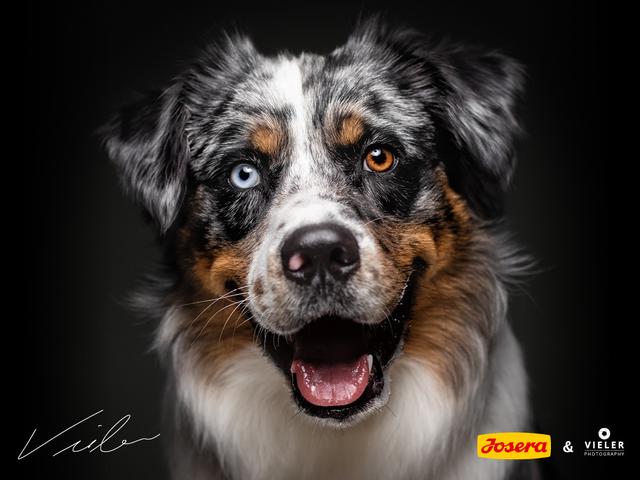 Aris kann auch verspielt | Foto: Manuel Laister