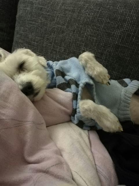 Da hat Marley der Schlaf übermannt | Foto: Yvonne Herzog