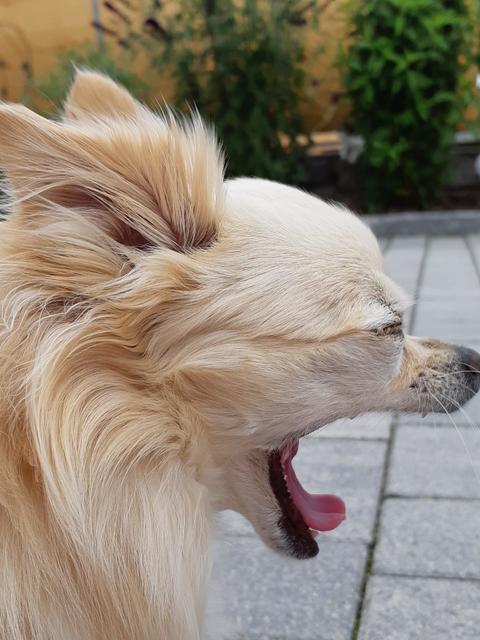 "Morgäääääähn" - Luna ist müde | Foto: Nicole Schmidt