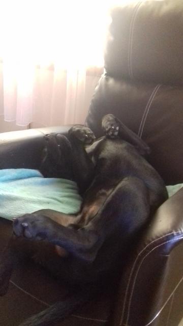 Hund Falco hat sich vom ersten Moment an in diesen Sessel verliebt | Foto: Isabella Widerna