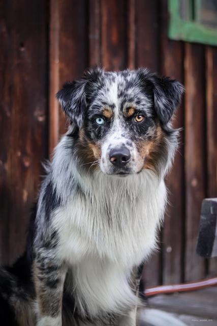 Der bald 2 Jahre alte Hundeherr Aris | Foto: Manuel Laister