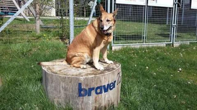 11 Jahre alte Hundedame Emma ist ein voll ausgebildeter Schäfermix | Foto: Leopold Haumer