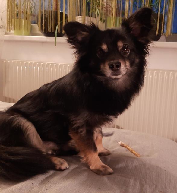 Diese kleine Hundedame heißt Mona | Foto: Julia Neihsl