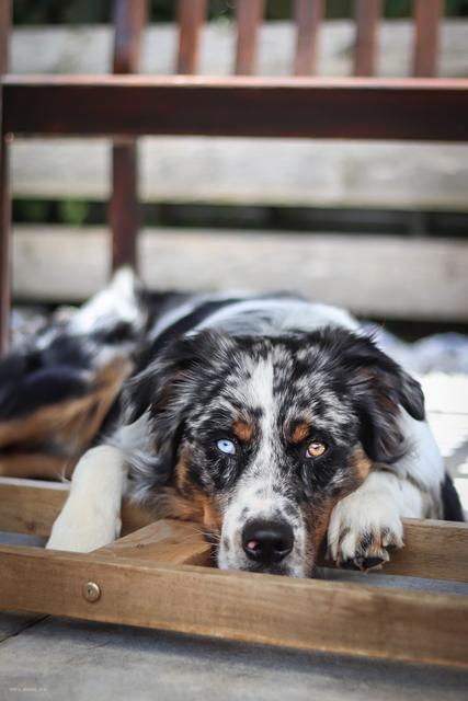Aris besticht durch seine verschieden färbigen Augen | Foto: Manuel Laister