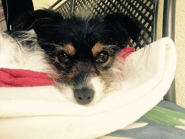 Die kleine Hündin ist bereits 11 Jahre alt | Foto: Christa Görlich