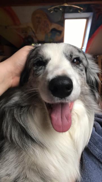 Hündin Mimi an ihrem Lieblingsplatz: auf dem Schoß ihres Frauchens | Foto: Jasmin Döttl