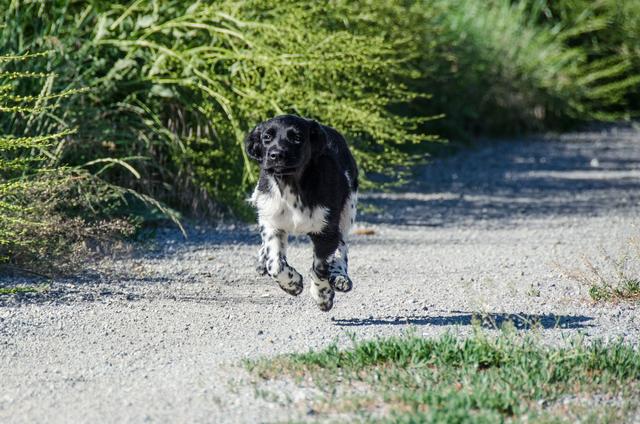 Können Hunde fliegen? Aida scheinbar schon | Foto: Barbara Hammer