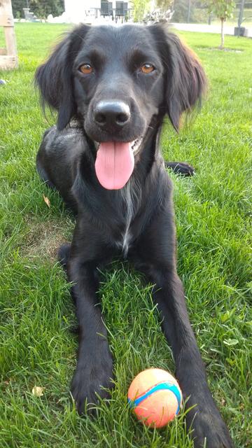 Hundedame Lilly mit ihrem Lieblings-Bällchen | Foto: Cornelia Winter
