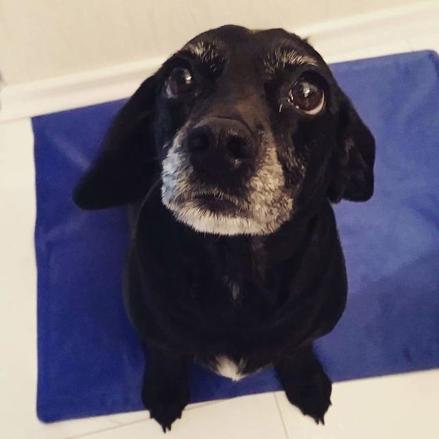 Der kleine Engel "Coco"  | Foto: Verena Latinovich