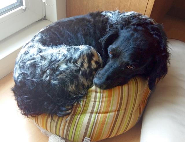 Aida macht sich klein, damit sie in ihr Bettchen passt | Foto: Barbara Hammer