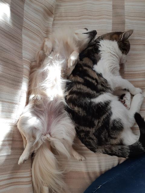 Luna ist auch Katzenlieb  | Foto: Nicole Schmidt