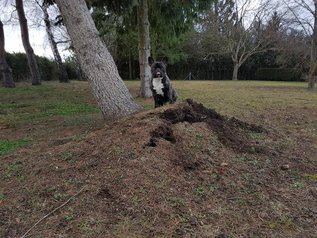 Hundeherr Fino begutachtet die Schäden, die Sturmtief "Petra" angerichtet hat | Foto: Klaus Weiss