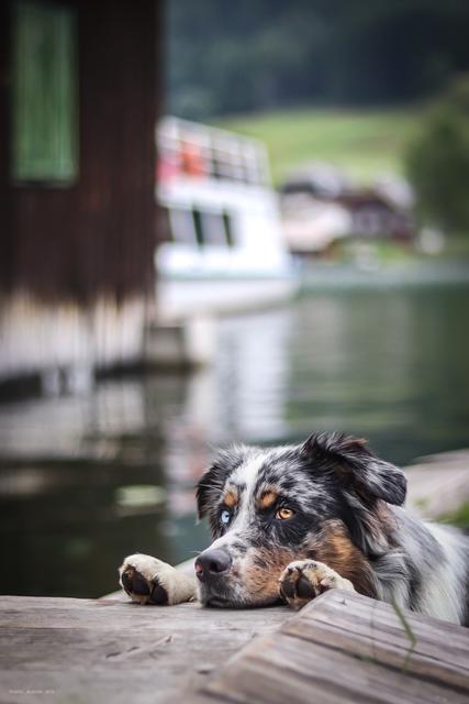 Aris im Fokus | Foto: Manuel Laister