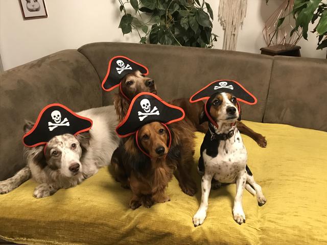 Lizzy, Wendy, Anja &amp; Waldi sind für jeden Spaß zu haben | Foto: Sabine Hinterreiter