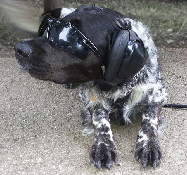 Hündin Aida mit Kopfhörer und Sonnenbrille | Foto: Barbara Hammer