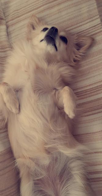 Luna spielt "toter Hund" | Foto: Nicole Schmidt