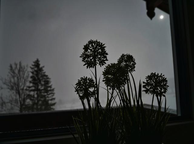 Gegenlichtaufnahme vom Zimmerfenster aus