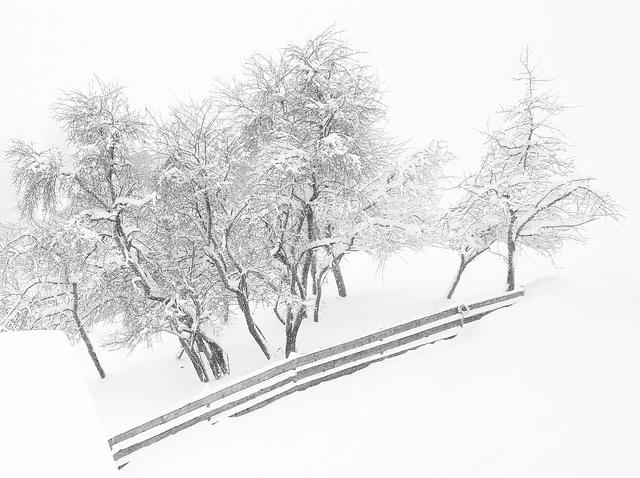 Tief verschneite Bäume mit etwas (absichtlicher) Überbelichtung