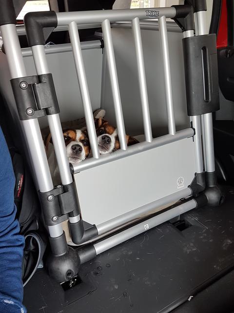 Die zwei Süßen auf dem Weg in ihren ersten Urlaub | Foto: Sonja Gosch