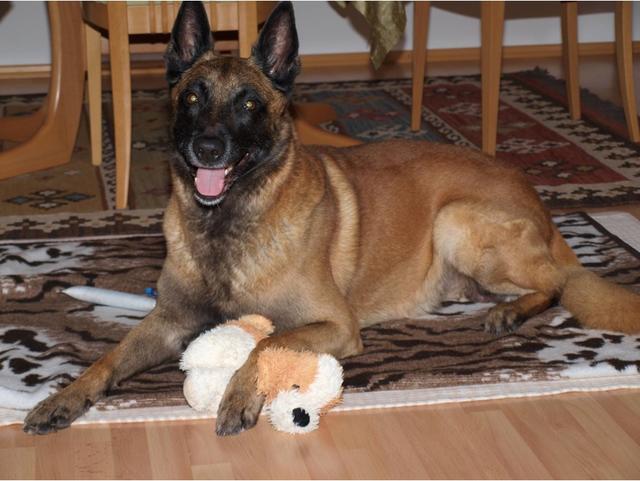 Auch der größte Hund braucht jemanden zum Kuscheln | Foto: Walter Klemmer