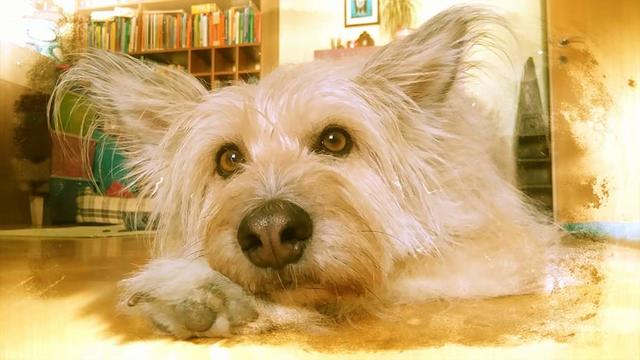 Mischlingsdame "Yoda"  | Foto: Agnes Kratzer