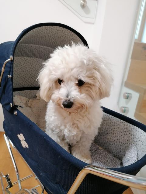 Hundebub Mika muss öfter als "Puppenersatz" für die Kinder herhalten | Foto: Daniela Winkler